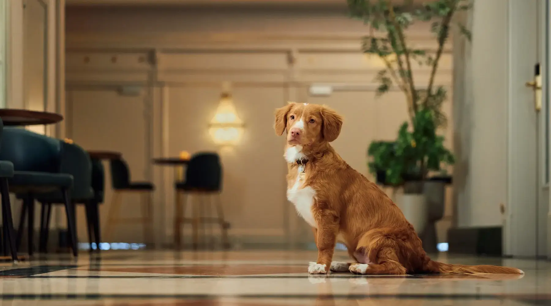 Dog