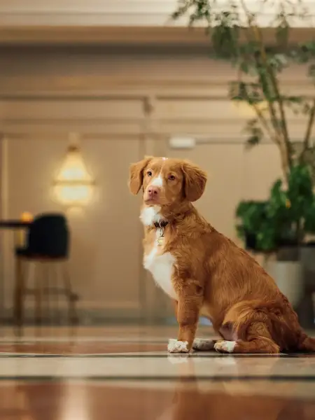 Hund im Hotel