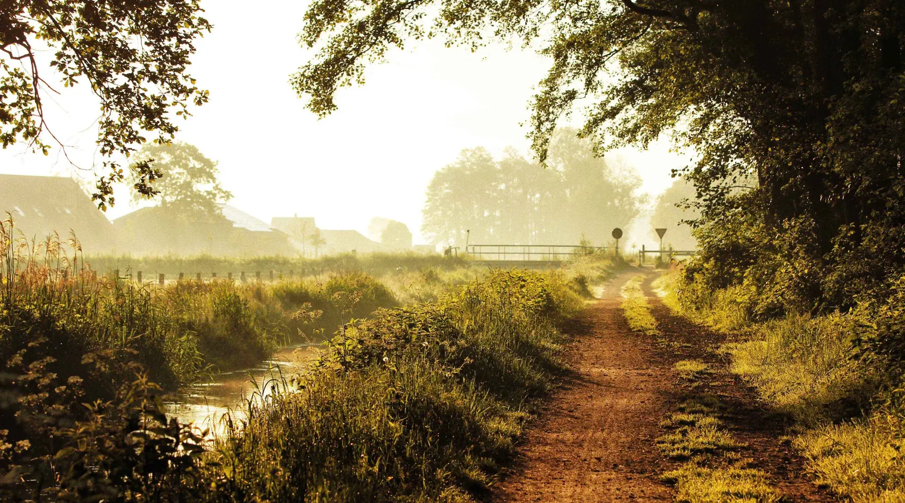forest path next to river
