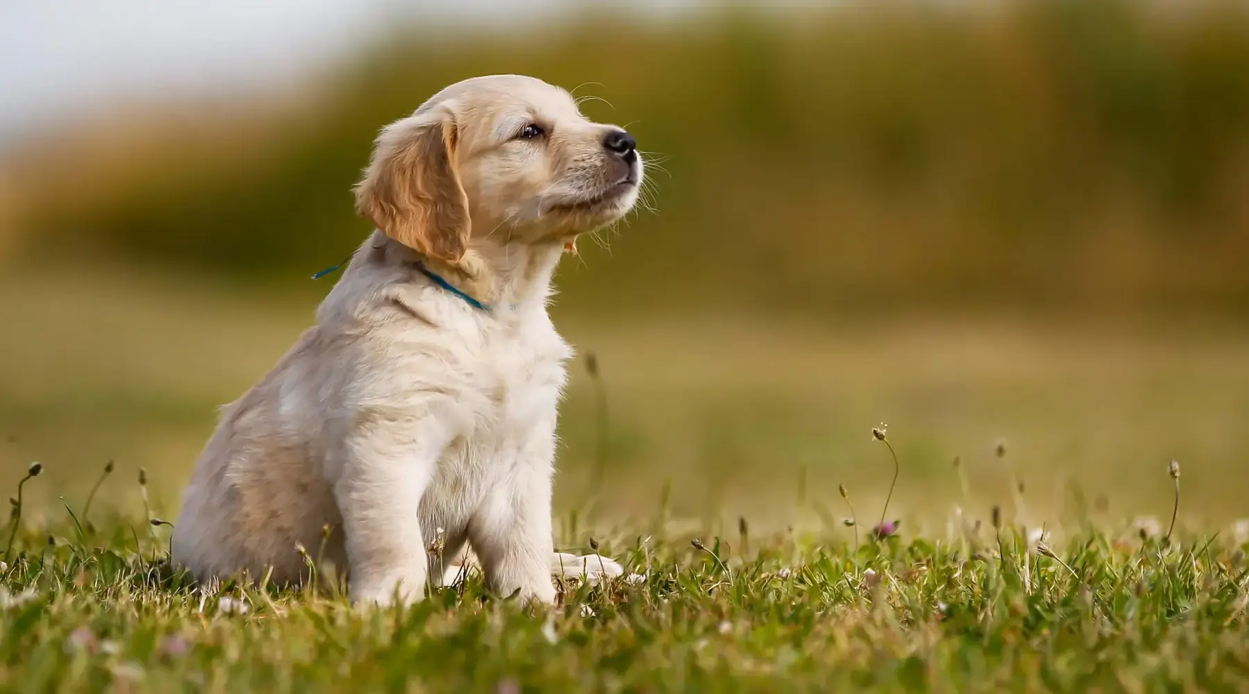Puppy