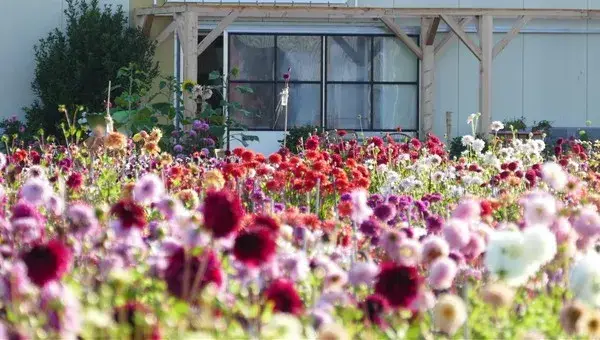 Dahlia's 