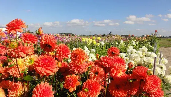 Flowers at Tulperij