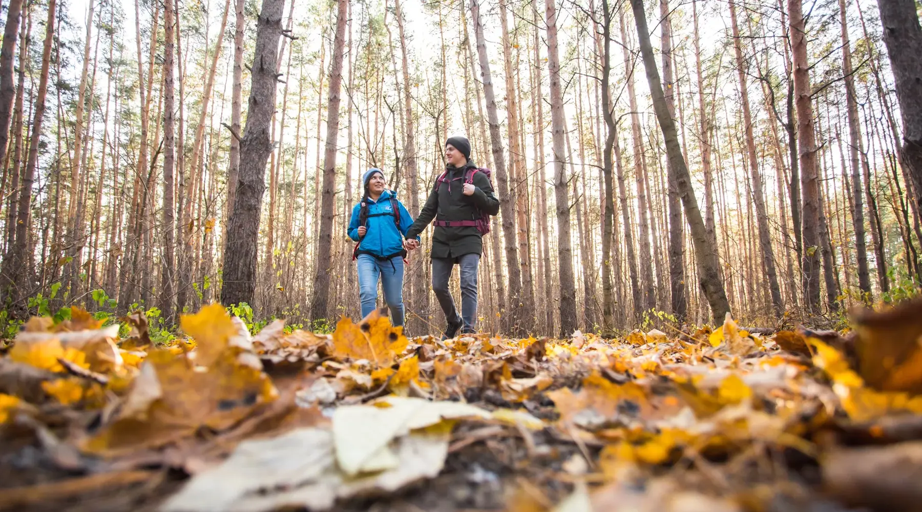 Enjoy walking through the forest in autumn.