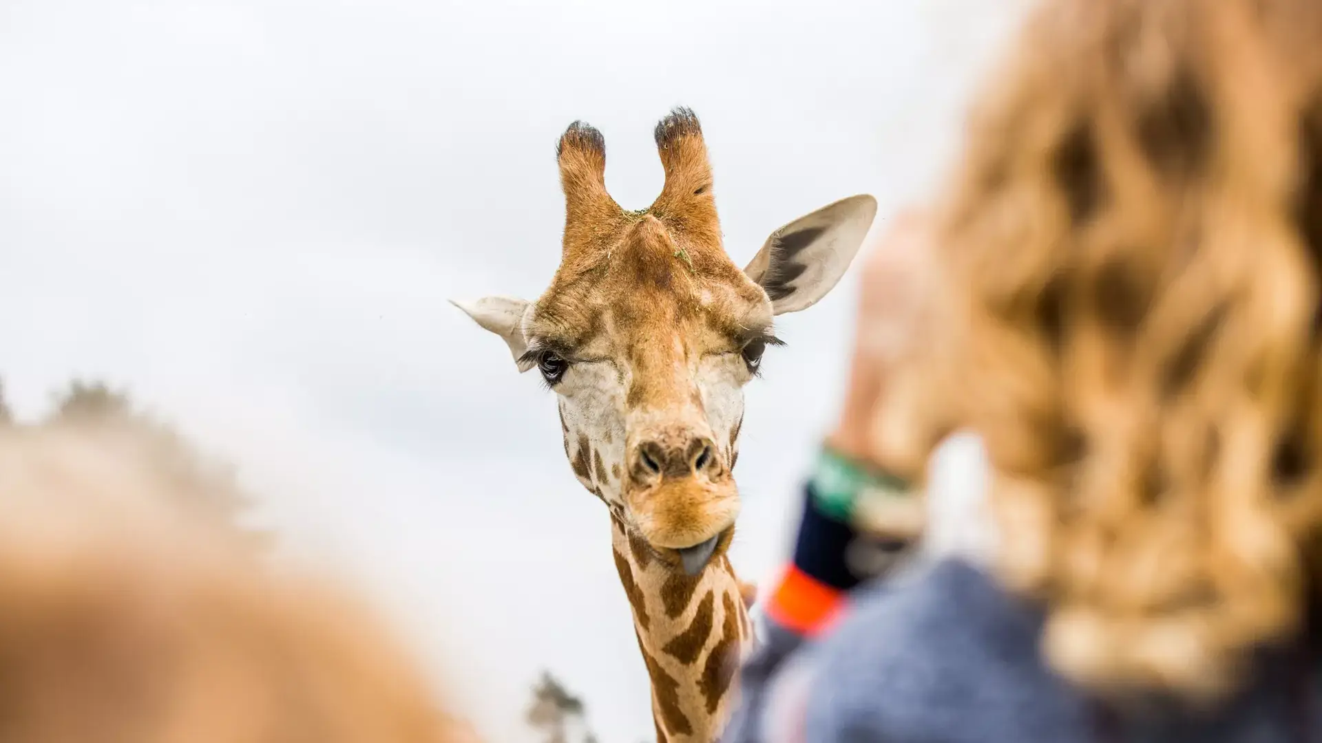 Giraffe im Zoo