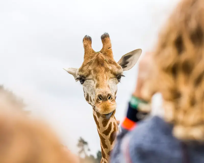 Safaripark Beekse Bergen Hotel Gilze Tilburg