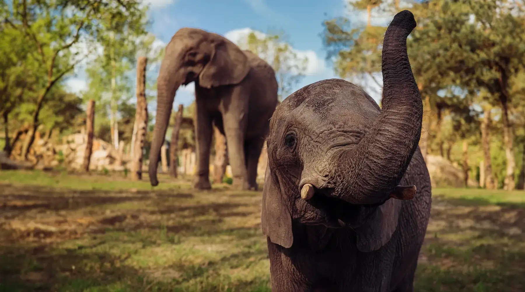 On safari in the Netherlands