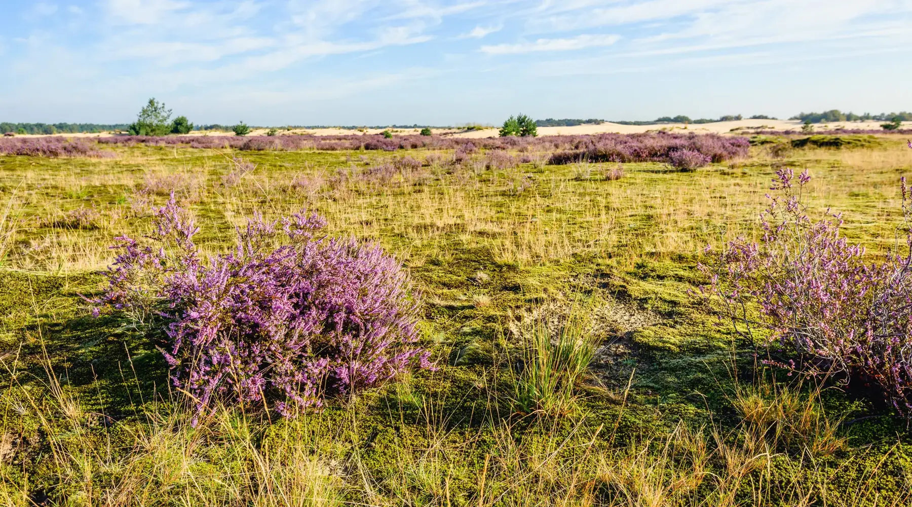 Bruyère en fleur sur les dunes de Loonse et Drunense