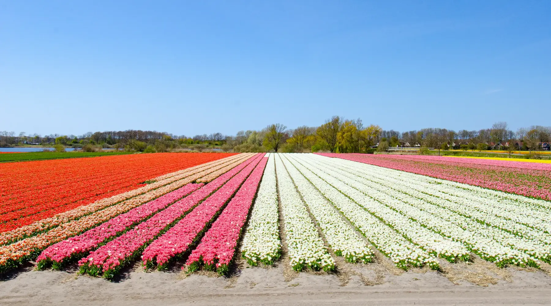 Tulpenveld
