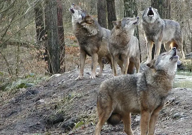 Natur- & Umweltpark Güstrow