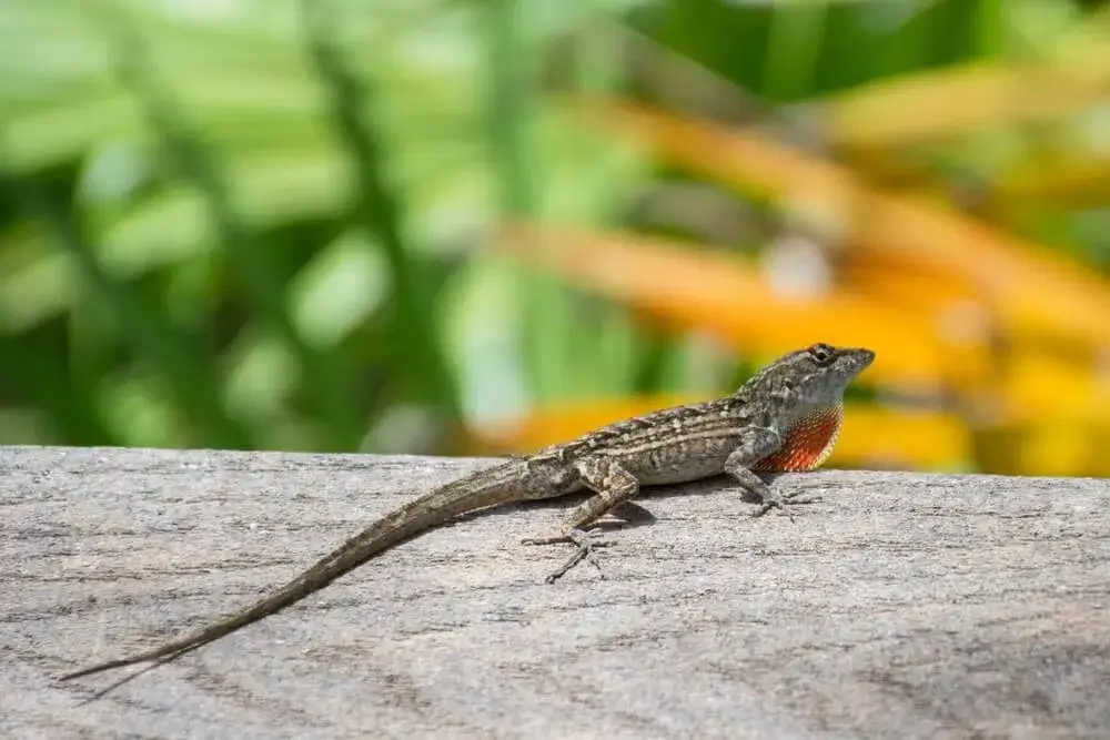 Anolis bonaire