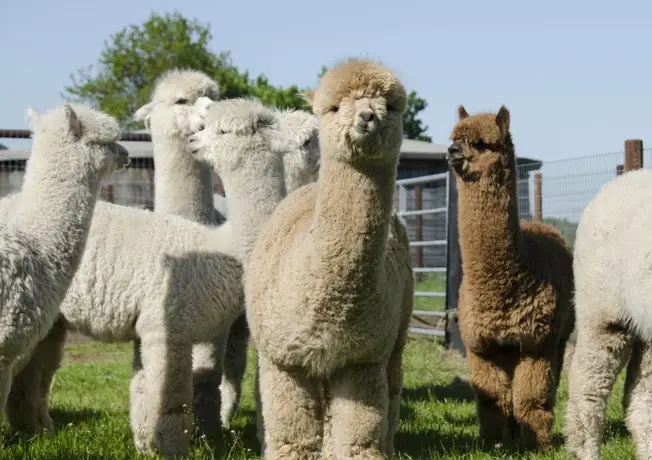 Wandelen met Alpaca's