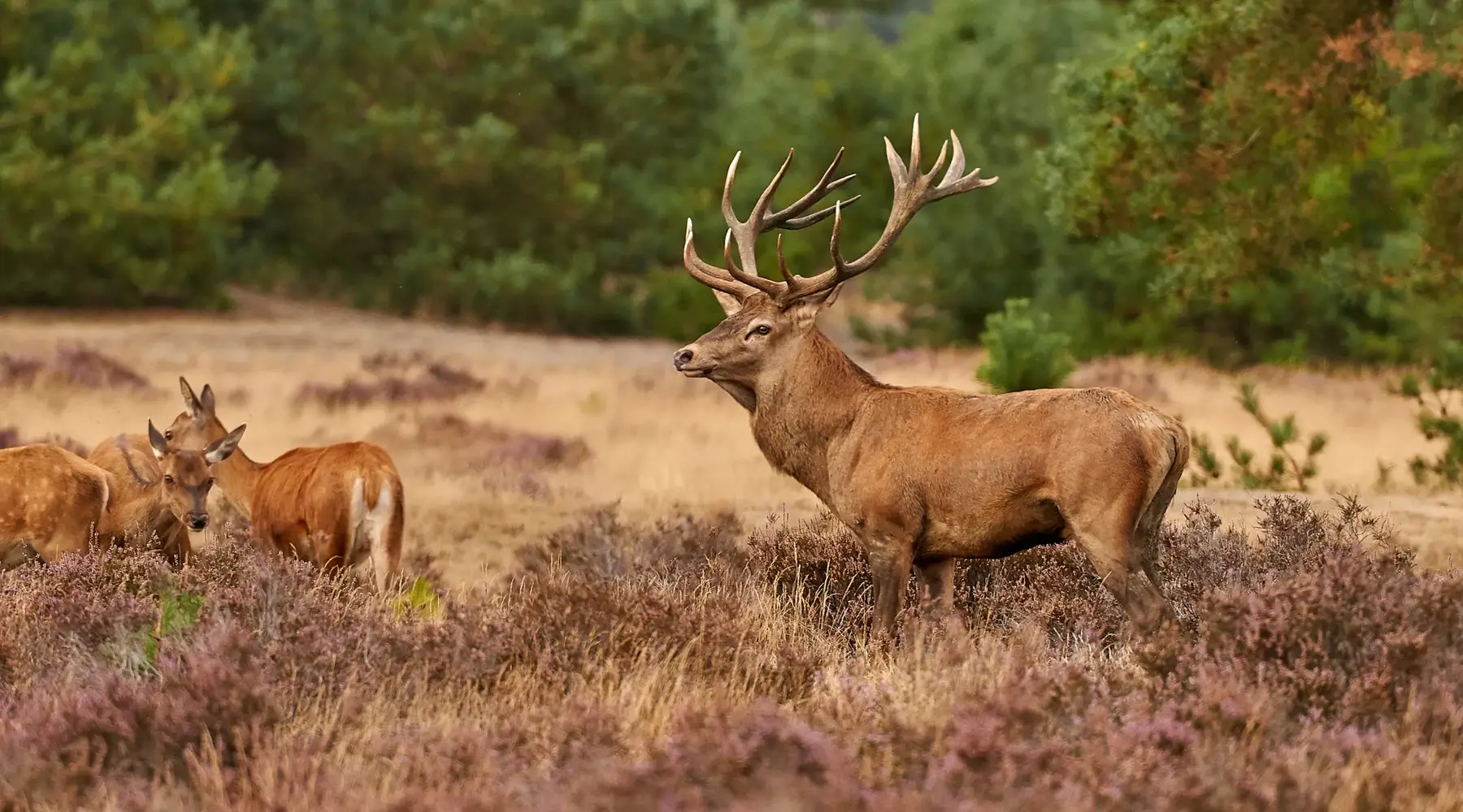Hirsch im Nationalpark De Hoge Veluwe