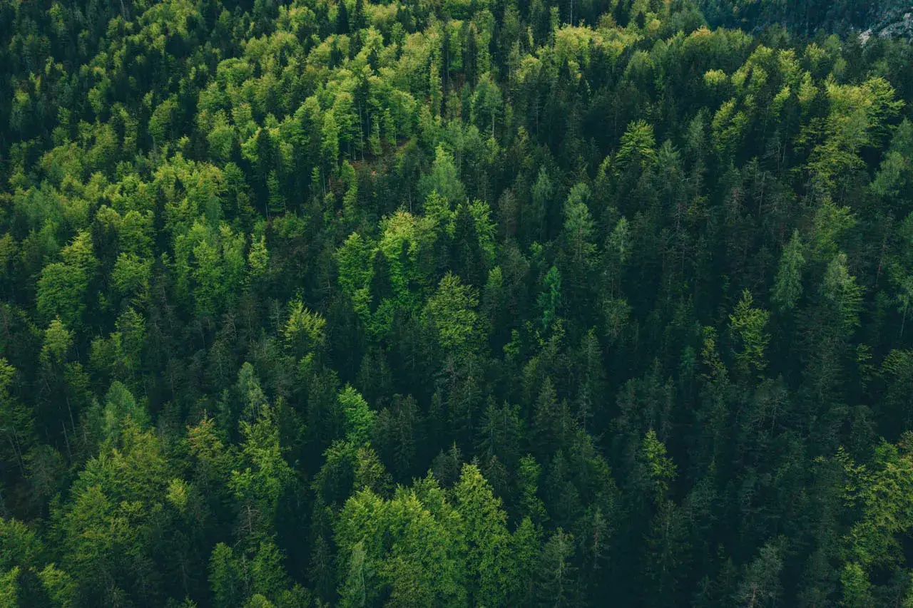Wald mit grünen Bäumen als Symbol für Nachhaltigkeit