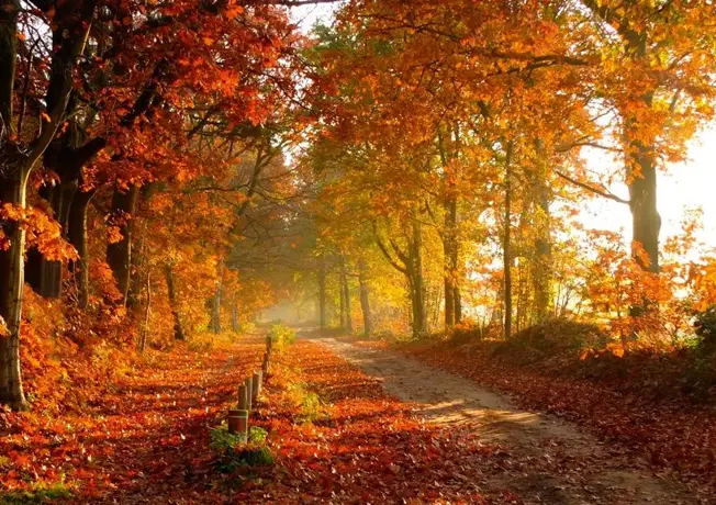 A person in the Belgian Ardennes