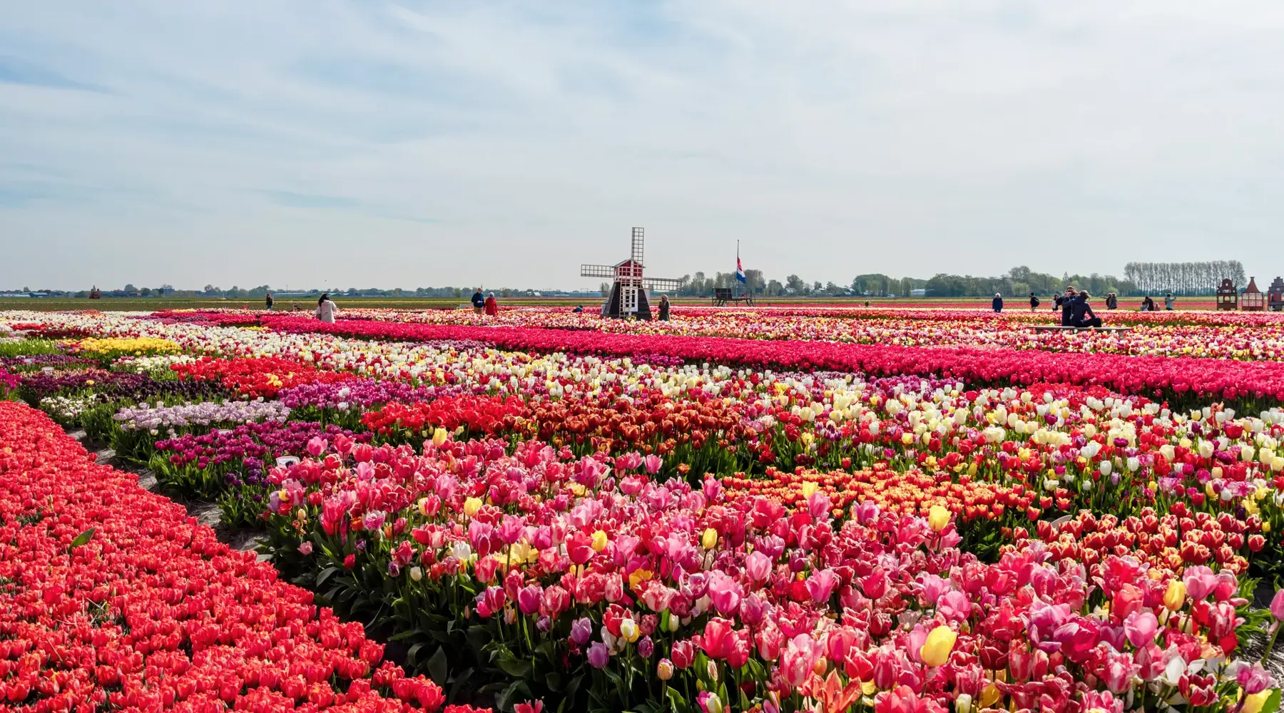 photo of flower fields