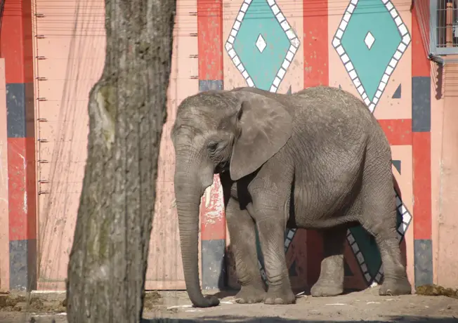 Schwimmende Kinder im Hotel Eindhoven