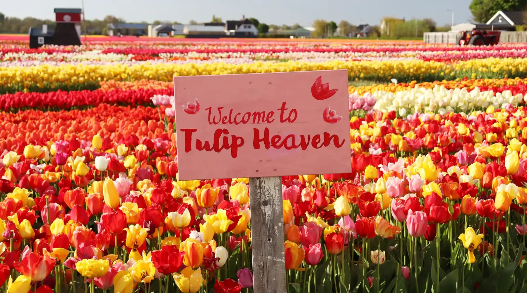 Photo of flower fields