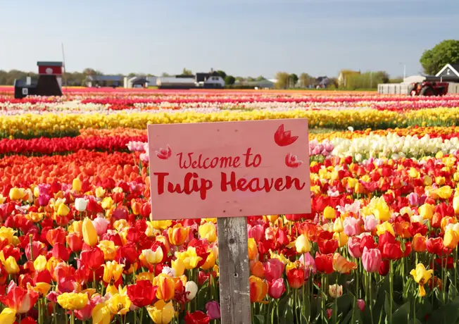 Sign saying "Welcome to Tulip Heaven"
