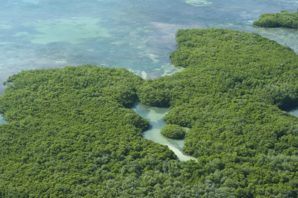 Mangrove