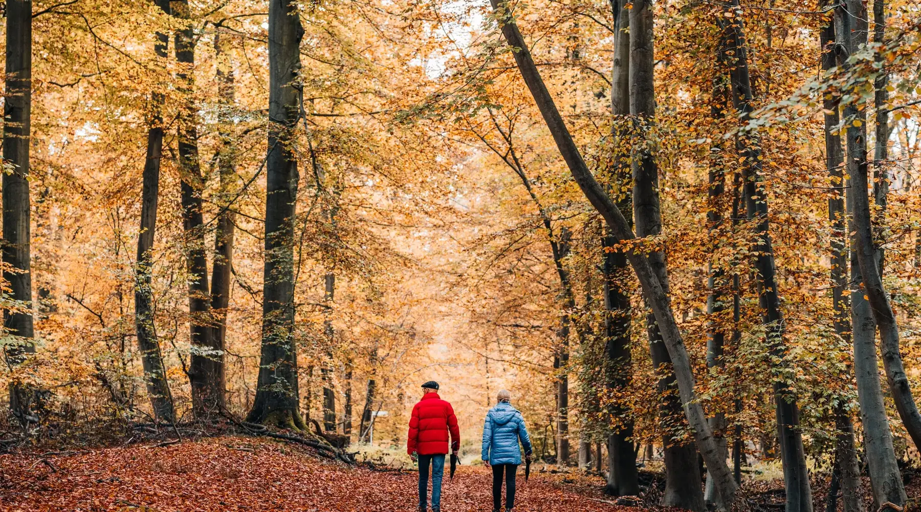 AUTUMN IN SAS