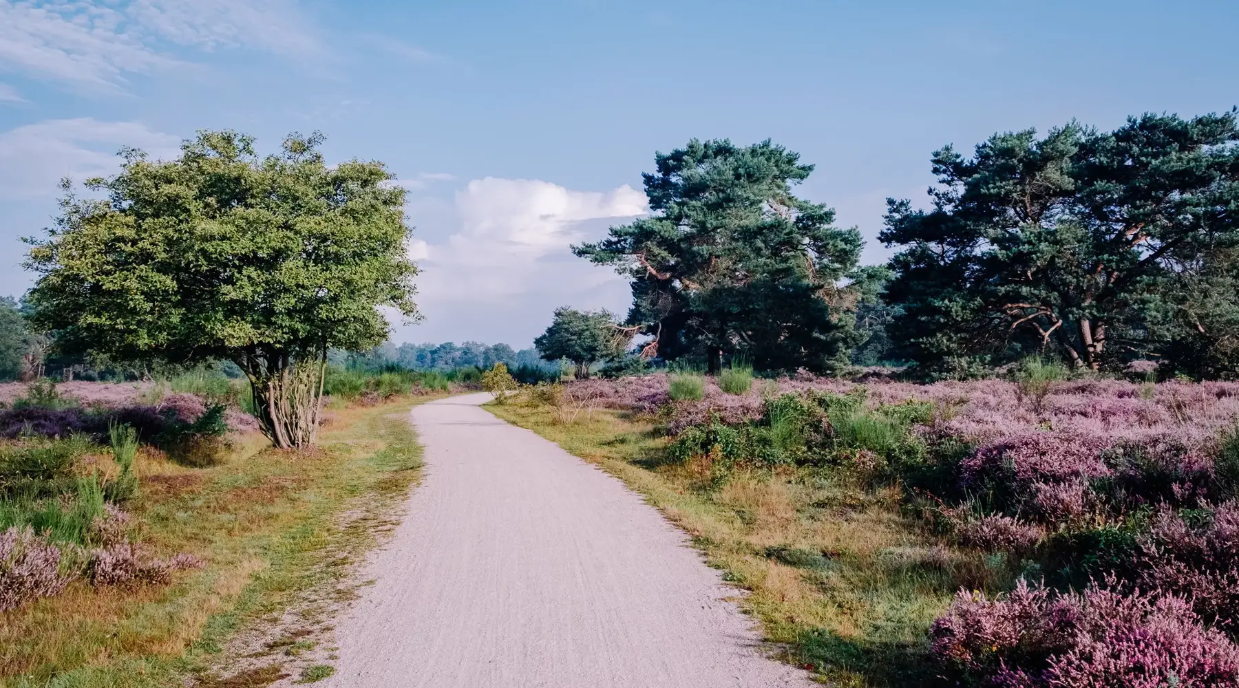 Wandelpad over de Veluwe 