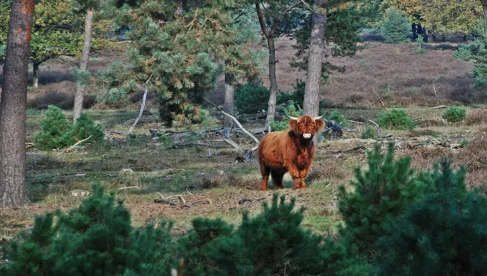 Natuur