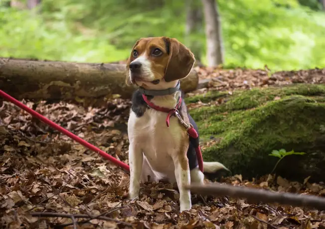 Haustiere | € 15,-