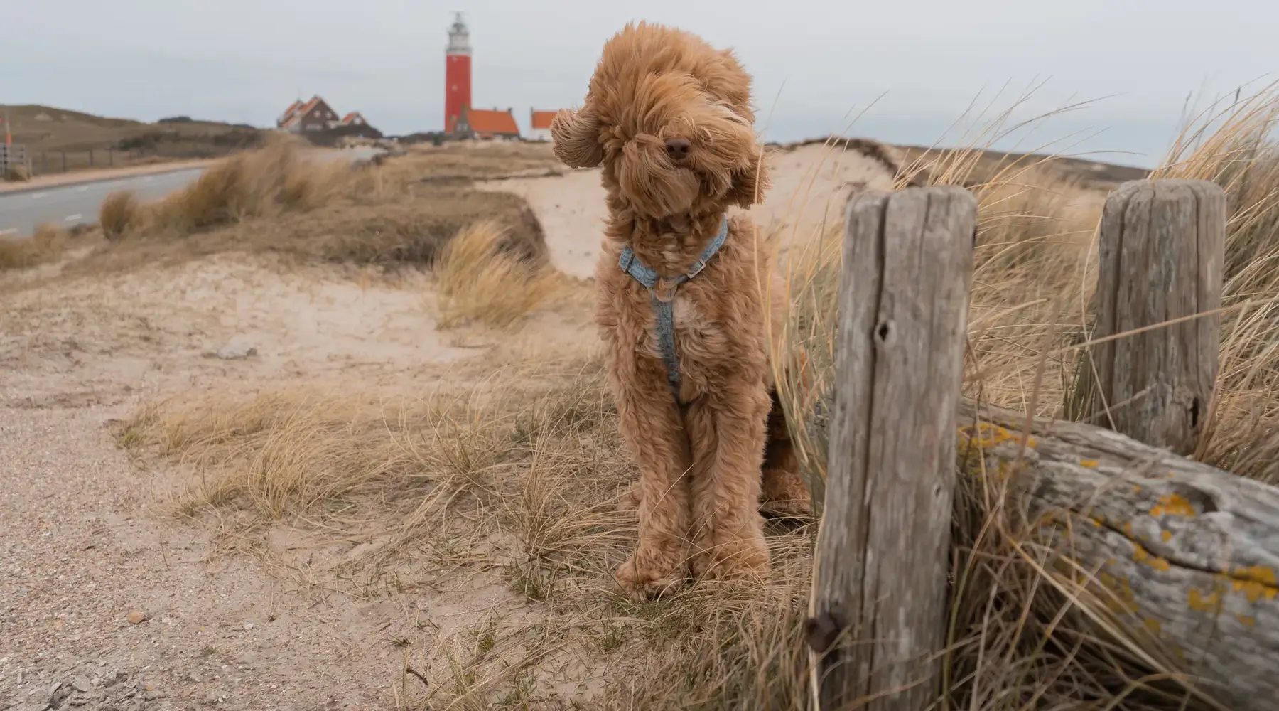 hondje