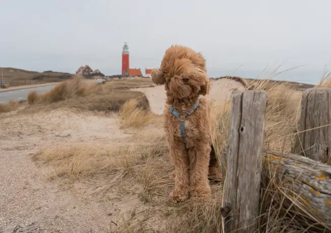 dog on the beach