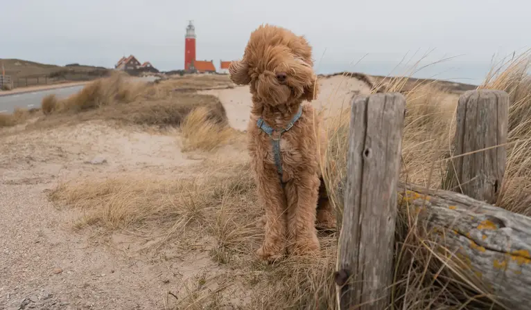 Erleben Sie einen entspannten Aufenthalt auf Texel mit Ihrem Hund im Van der Valk Hotel Texel - De Koog.