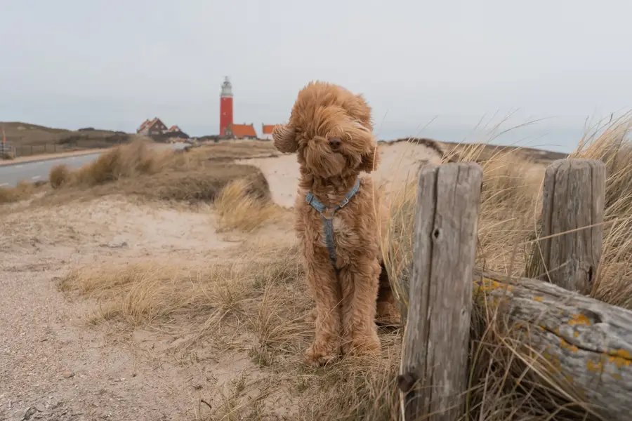 Beleef een ontspannen verblijf op Texel samen met uw hond bij Van der Valk Hotel Texel - De Koog.