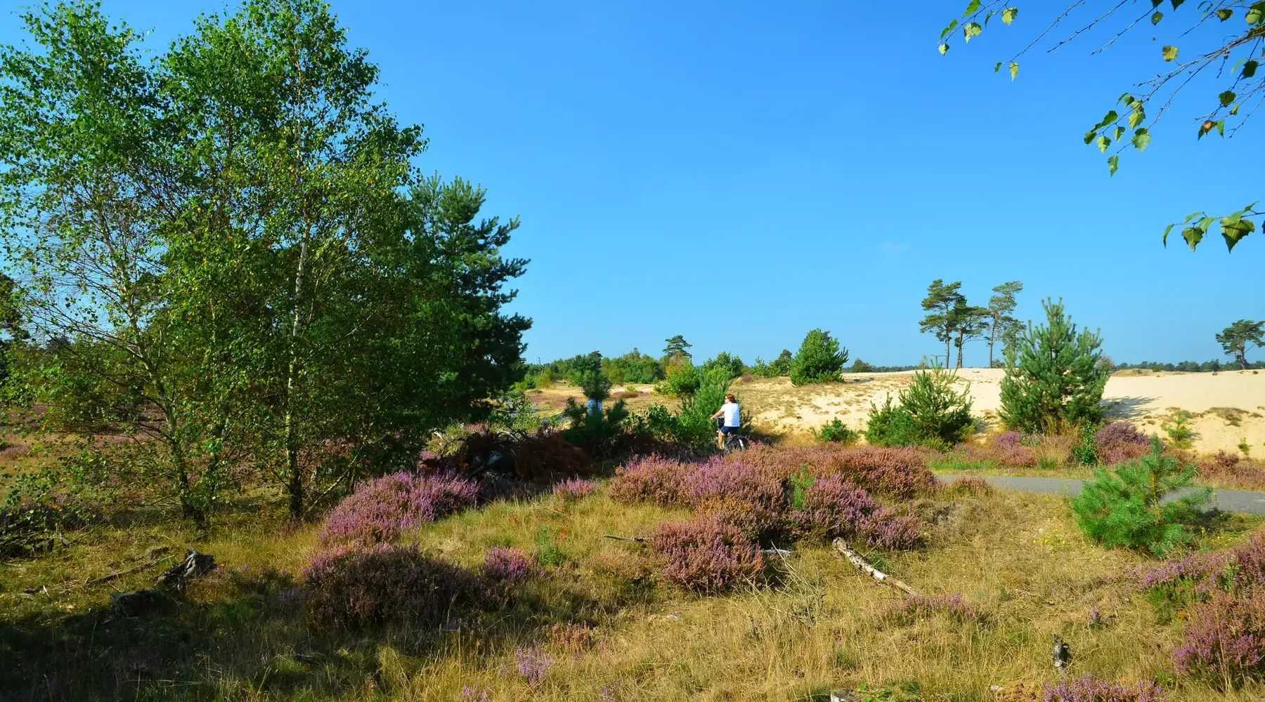 Veluwe