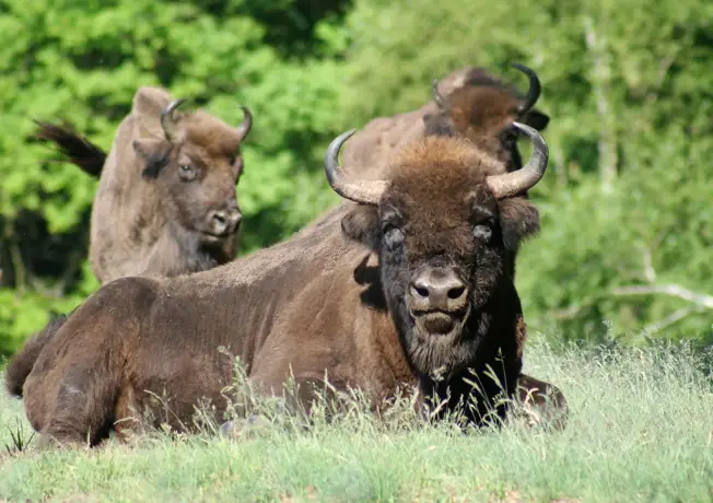 Wisentreservaat Damerower Werder