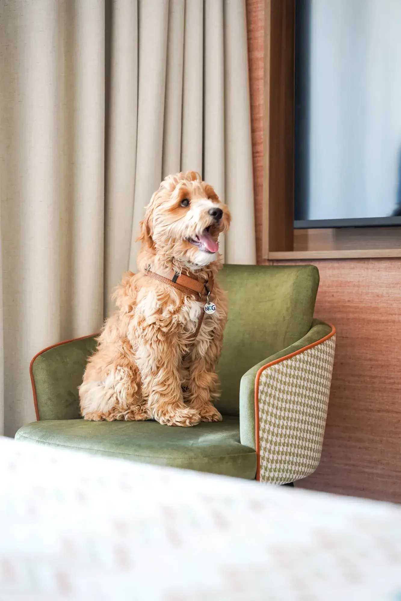 Honden arrangement