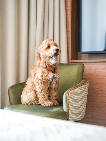 Hond zit in zetel in Hotel Gent