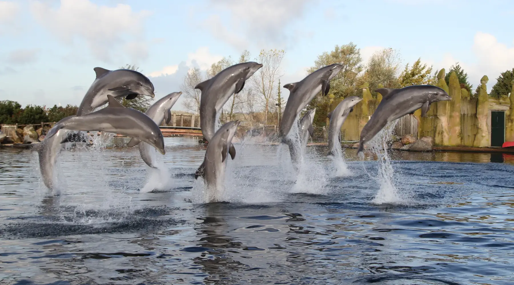 Dolfijnen in Dolfinarium