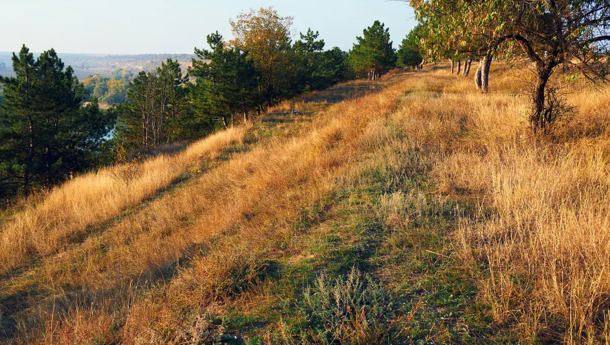 nature