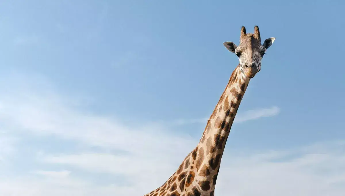 Girafe