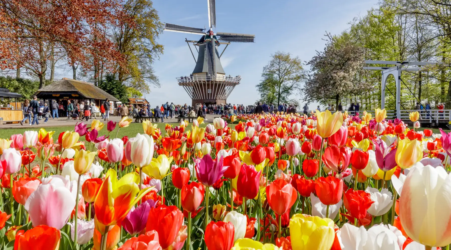 Tulips in spring near Noordwijk