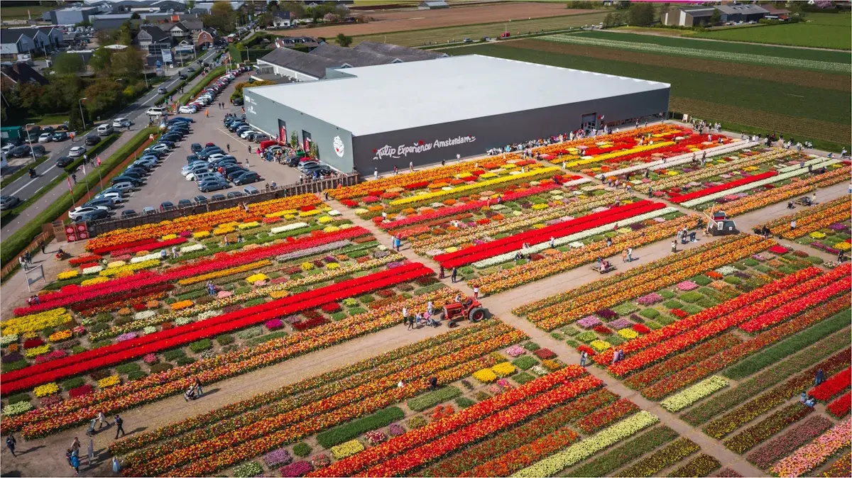 Tulip Experience Amsterdam