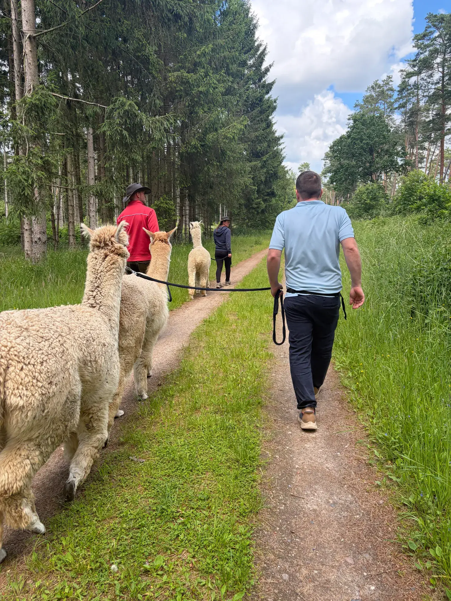 Exclusive alpaca trek