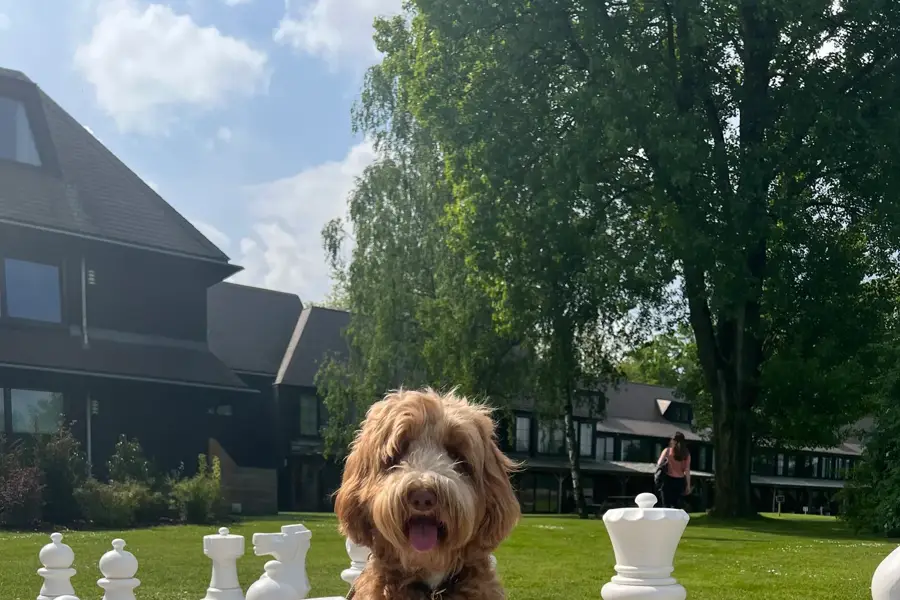Hond
