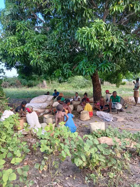 Bäume pflanzen in Madagaskar mit Go-Forest-Initiative