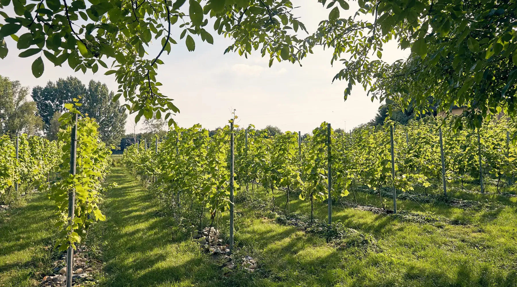 Vignoble Cuijk
