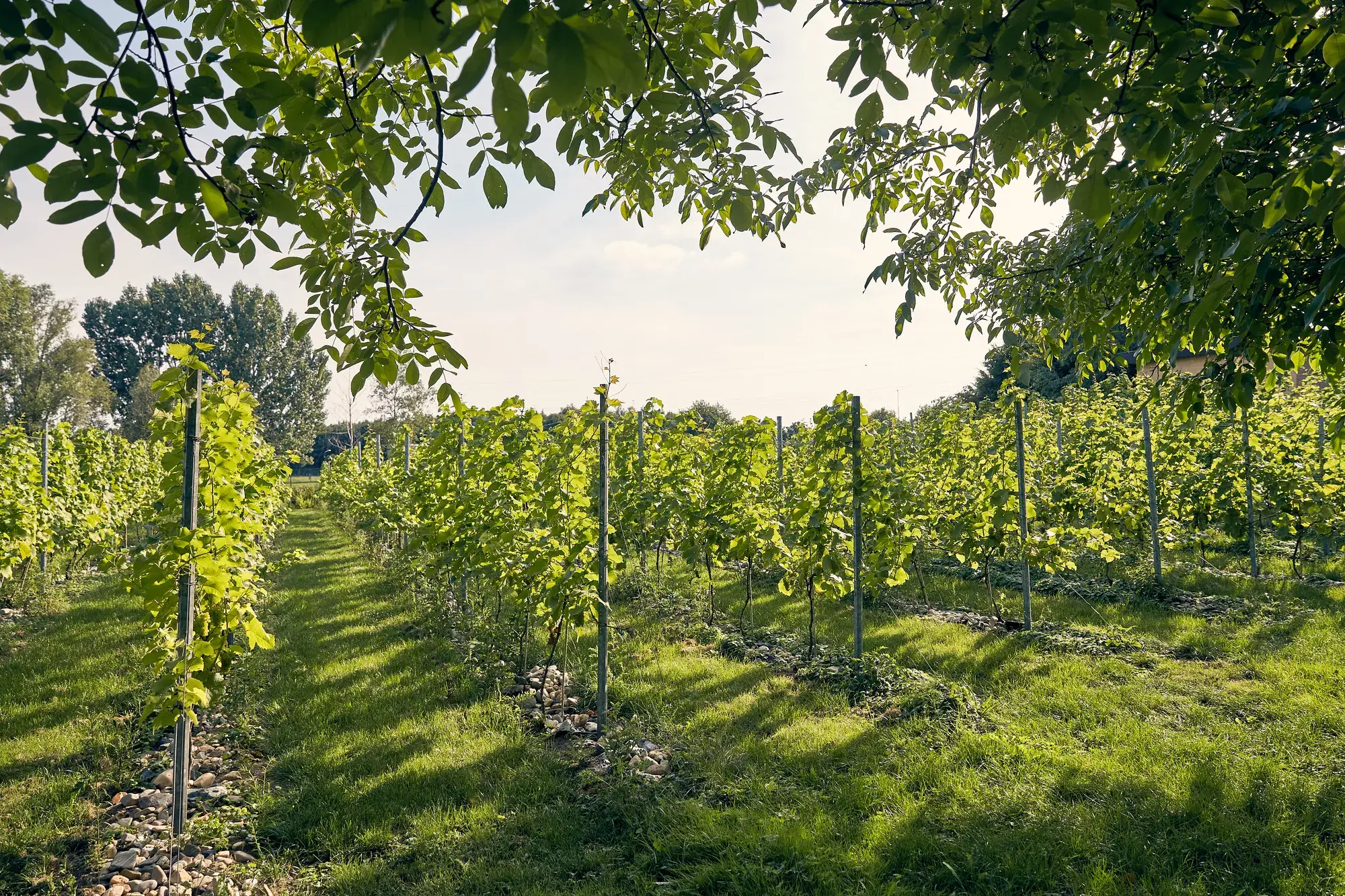 Vineyard Cuijk