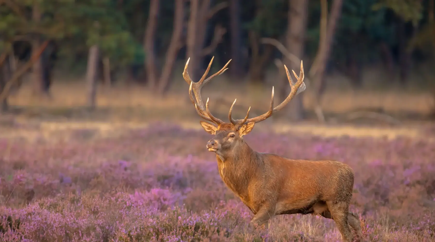 Veluwe