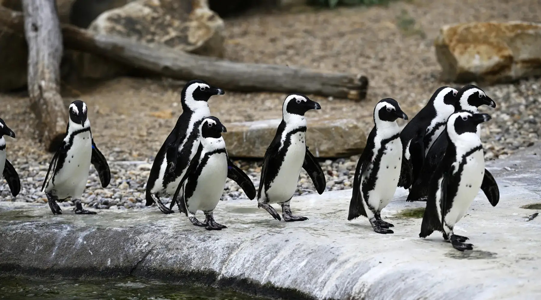 Groep zwart-witte pinguïns die naast elkaar op een rotsachtige ondergrond lopen. De dieren zijn in beweging, met licht gestrekte flippers, en bevinden zich in een natuurlijke, rotsachtige omgeving met kiezels en stenen op de achtergrond.