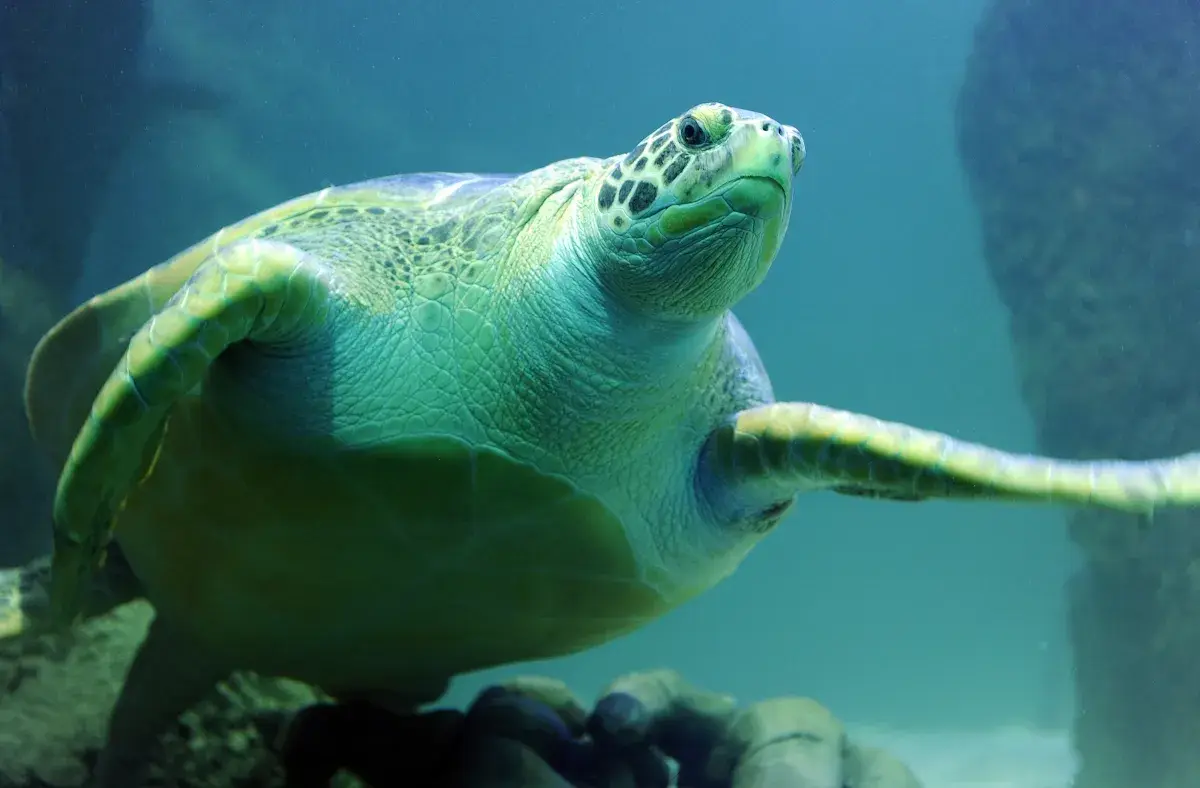 SEALIFE | Schildpad | Zeeaquarium 