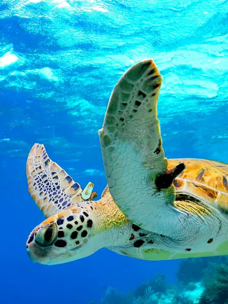 Schildpad bij Sea Life Oberhausen