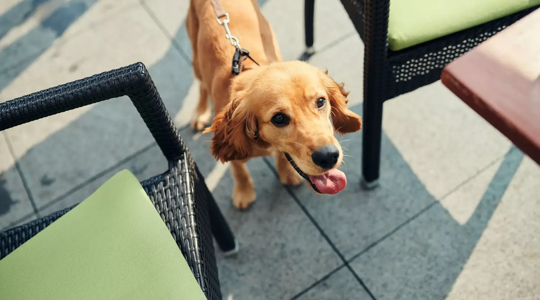 Dog on the beach of Noordwijk Palace Hotel
